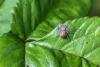 Philodromus dispar